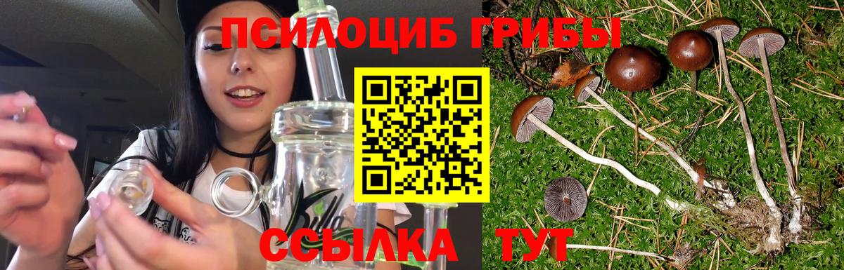 сколько стоит  Псилоцибиновые грибы Cubensis  Звенигород  Галлюциногенные грибы Magic Shrooms 